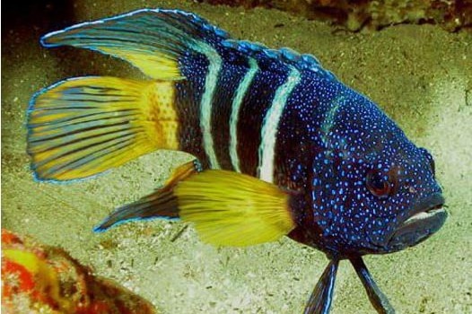 The electric blue covering and white stripes of the shy eastern blue devil fish