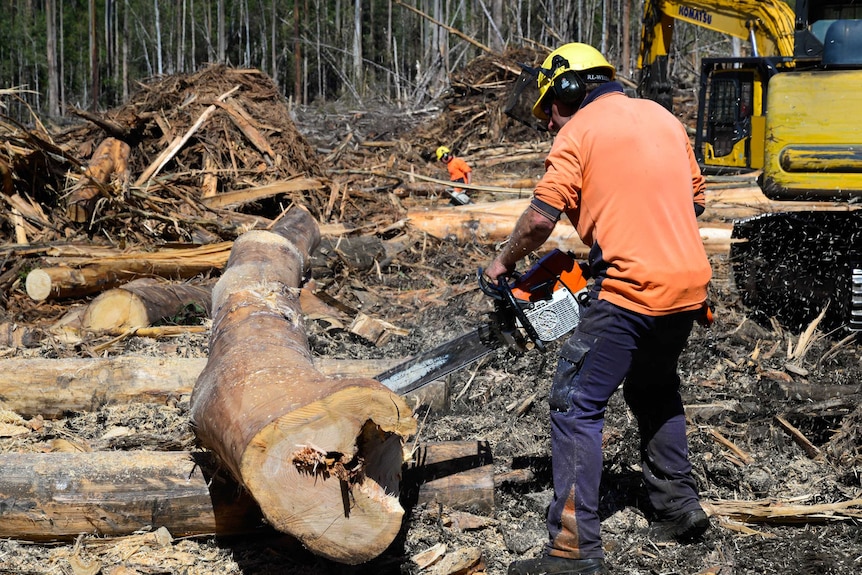 Harvesting native regrowth forest in Dunrobin, southern Tasmania