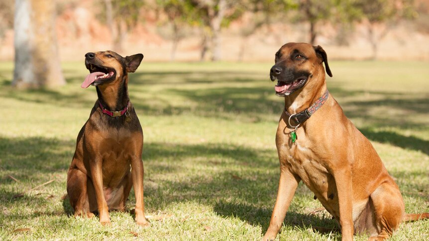 Two dogs with collars stand on some grass on a sunny day at Karratha Station