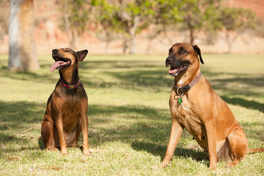 Two dogs with collars stand on some grass on a sunny day at Karratha Station