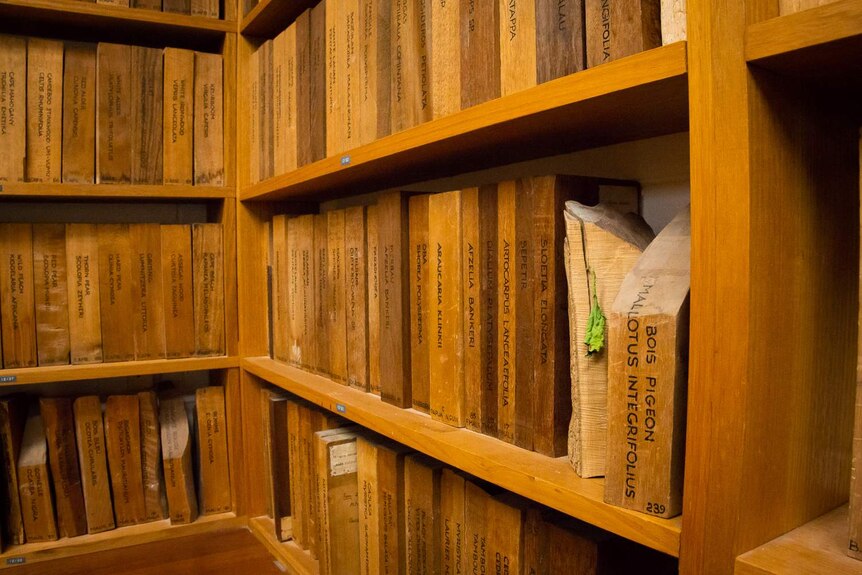 A shelf of wood samples has a stray leaf caught on one of the blocks.