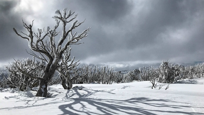 A number of trees buried in deep snow