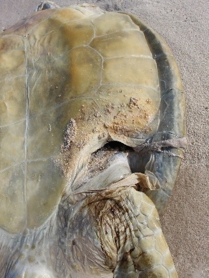 Close up photo of a turlte with a large cut on the underside of its shell.