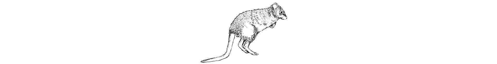 A black-and-white illustration of a bettong.