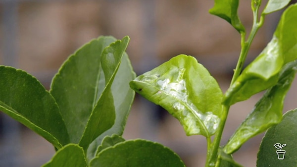 Green citrus leaves with white markings on them from a pest