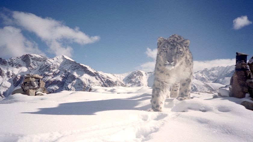 Snow leopard in Ladakh province