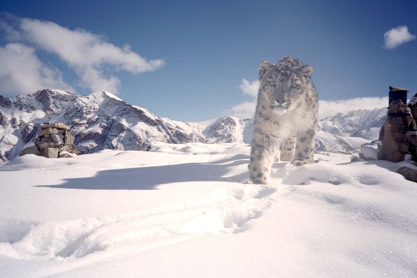 Snow leopard in Ladakh province