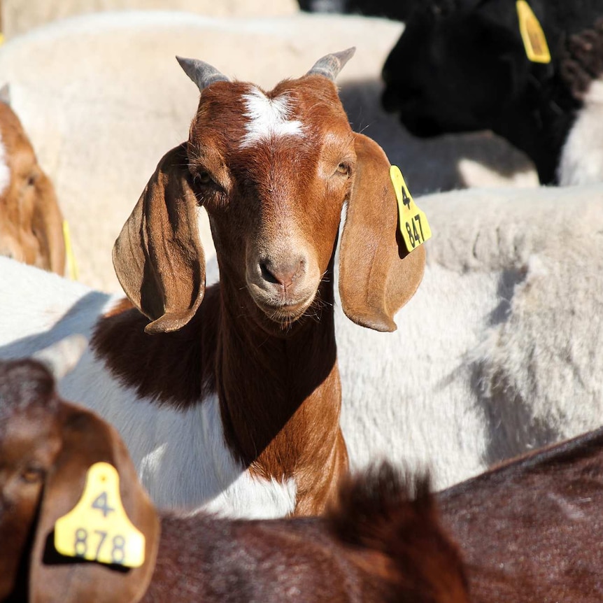 A flock of goats, one staring directly at the camera.