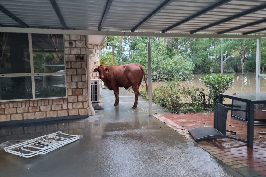 A brown cow stands on cement verandah outside home with floodwater nearby.