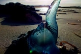 A broken blue bottle up close on a beach.