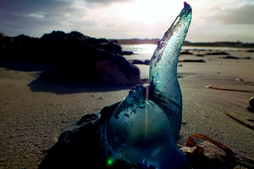 A broken blue bottle up close on a beach.