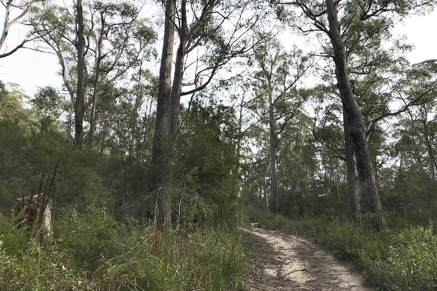 Access track, bushland in Dover, southern Tasmania.