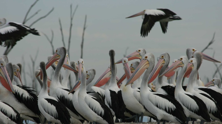 Many pelicans, with colourful beaks and eyes