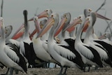 Many pelicans, with colourful beaks and eyes
