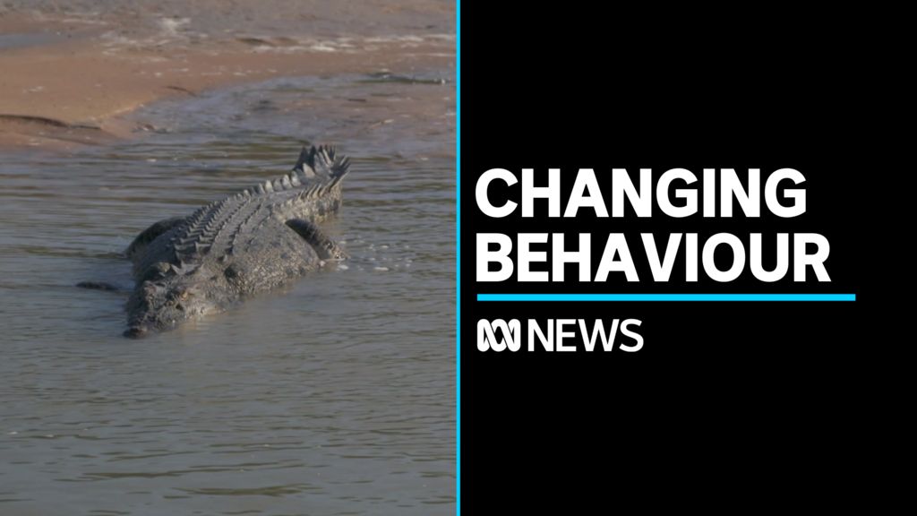 Researchers say crocodiles are changing their behaviour - ABC News