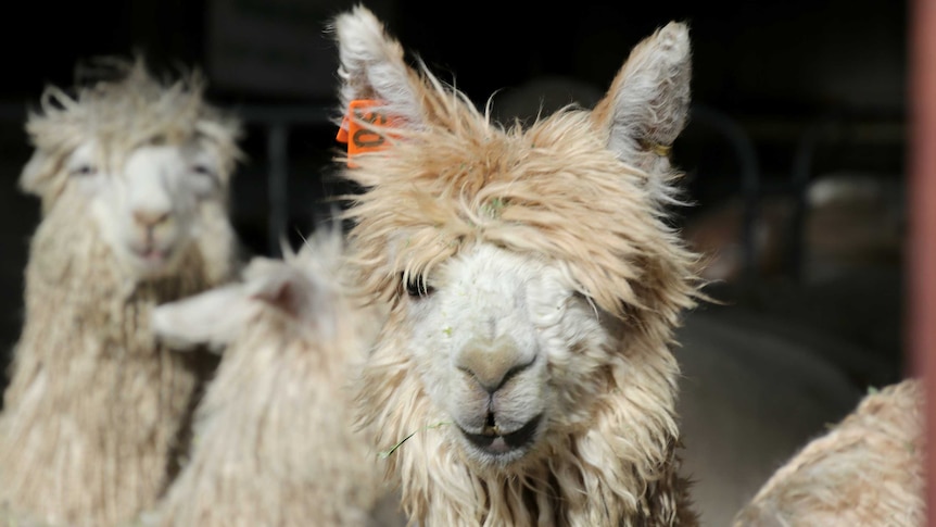 Alpacas peer out of a holding pen.