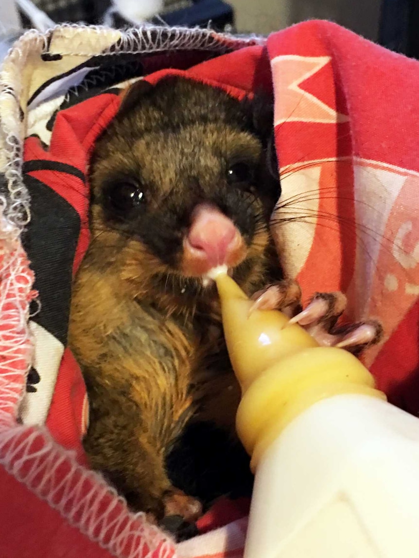 Michele Phillips feeds an injured possum at her home in the Melbourne suburb of Bentleigh.