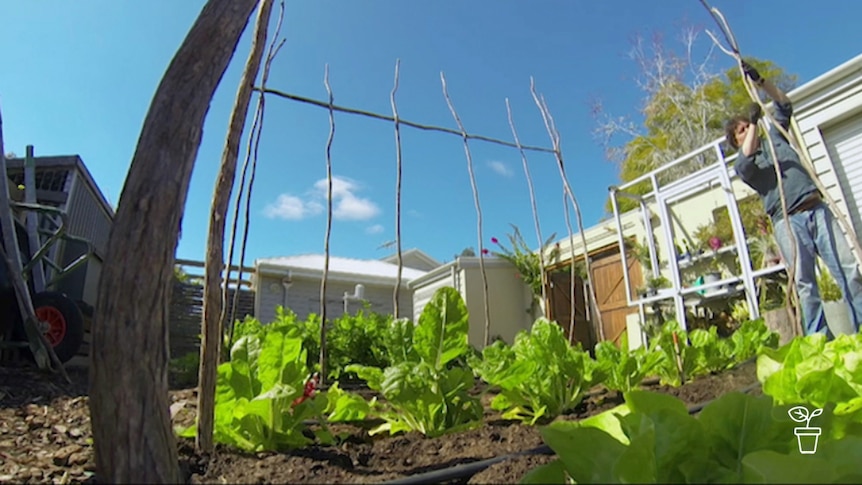 Man erecting garden stakes in vegie bed to make a climbing frame