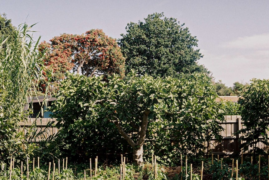 On a clear day, you view a fig tree, surrounded by rows of small tomato plants and other large evergreen trees.