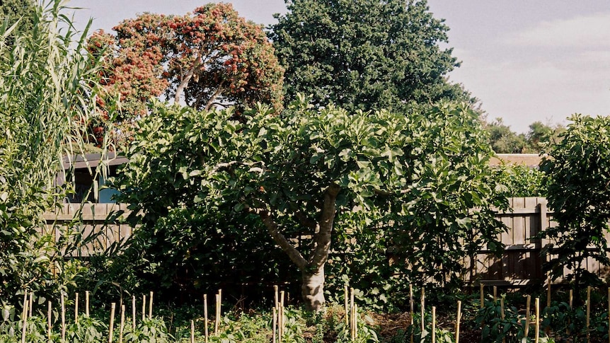 On a clear day, you view a fig tree, surrounded by rows of small tomato plants and other large evergreen trees.