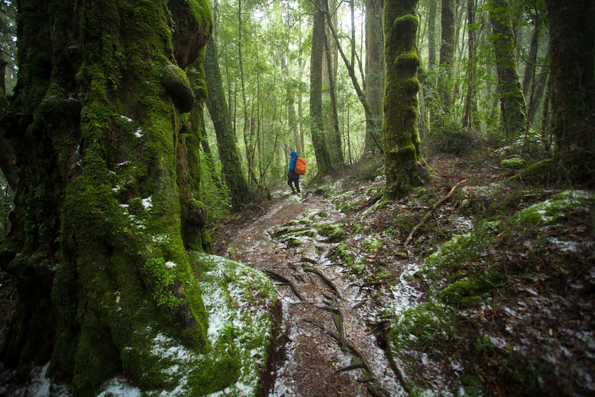 A forest track in an ancient, extremely green forest.