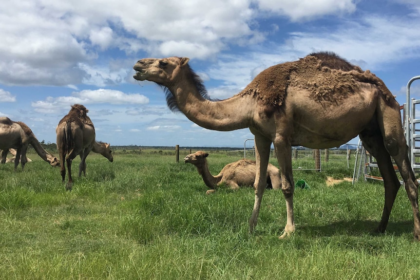 An adult camel stands chewing grass in a paddock on a sunny day with three camels in the background.
