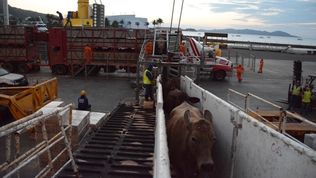 Cattle being loaded onto a ship bound for Indonesia at Port of Townsville, Queensland.