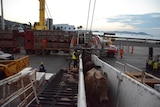 Cattle being loaded onto a ship bound for Indonesia at Port of Townsville, Queensland.