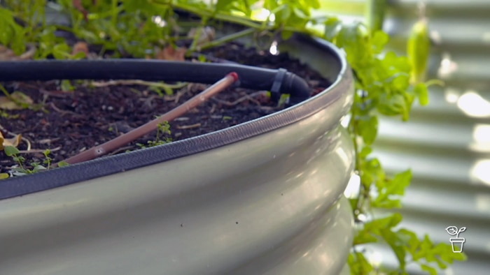 Round corrugated garden bed with irrigation piping lying on the top of the soil