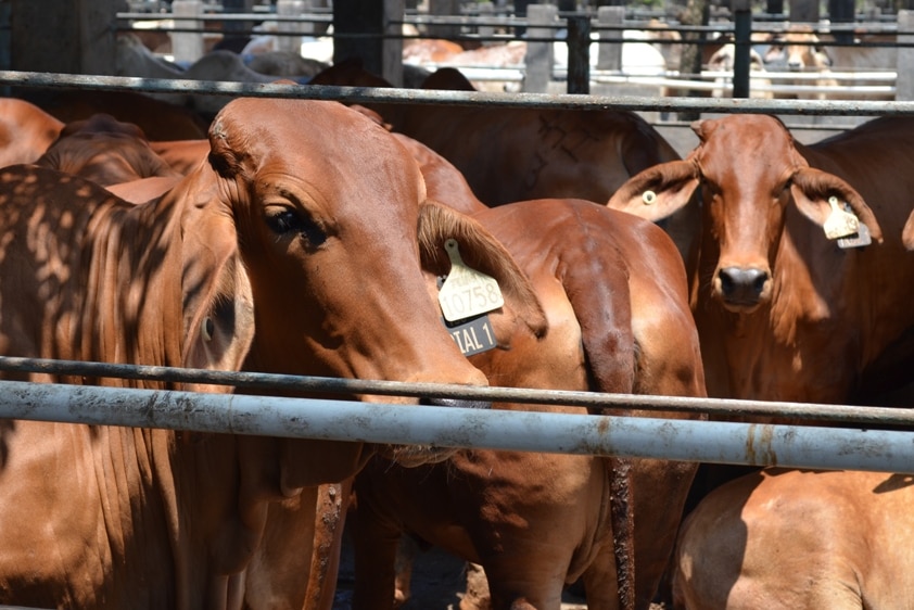 Penned cattle in a feedlot in Indonesia