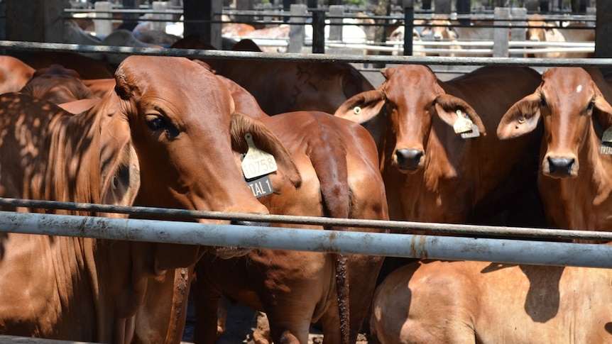 Penned cattle in a feedlot in Indonesia