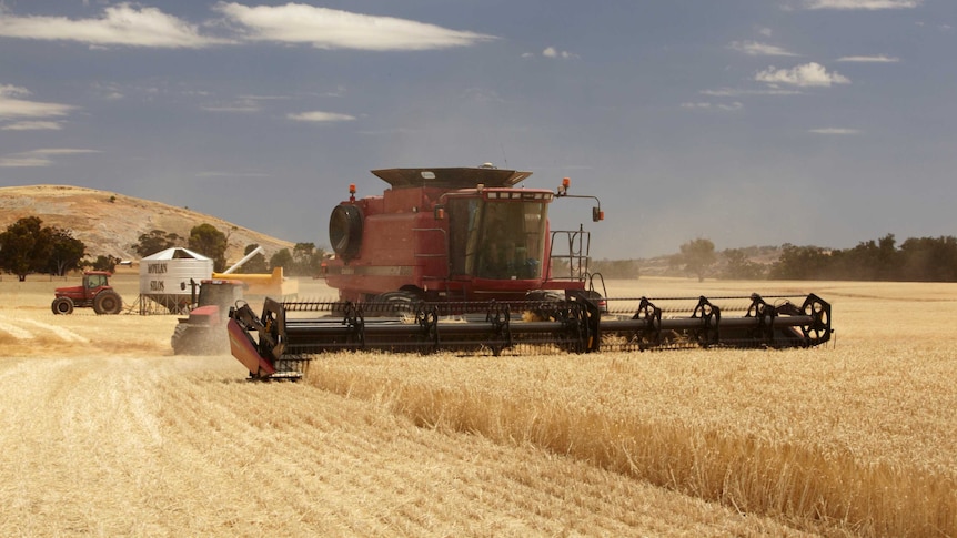 A harvester in a paddock of wheat.