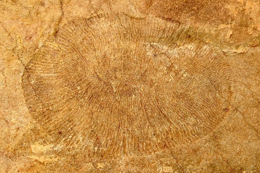 Dickinsonia fossil from Nilpena