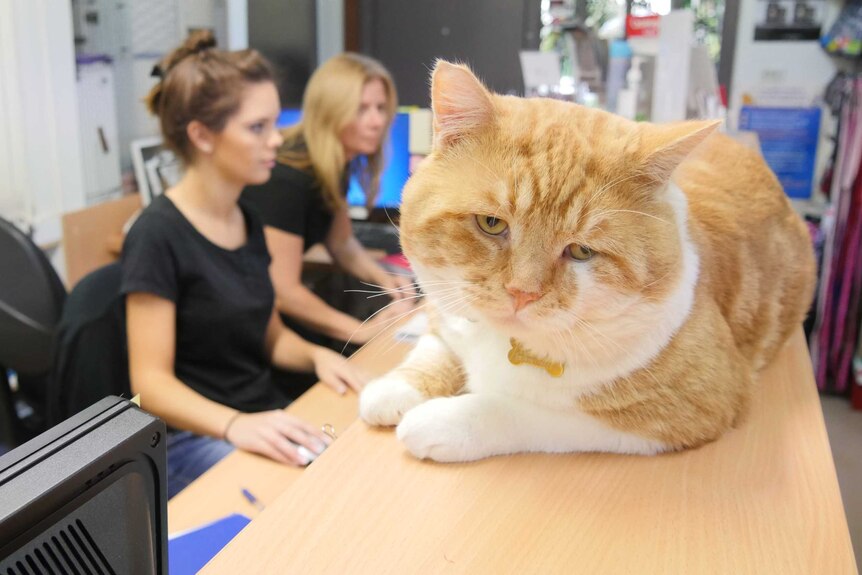 A cat sits on a desk while two women work at a computer at the Sydney Dogs and Cats Home