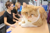 A cat sits on a desk while two women work at a computer at the Sydney Dogs and Cats Home