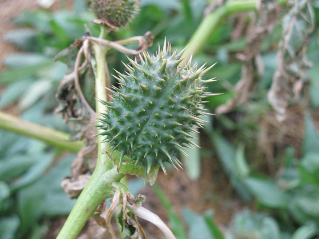 Thornapple has been identified as the noxious weed that contaminated a