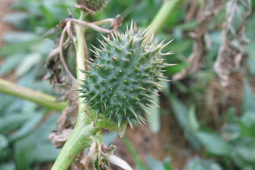 Noxious weed thornapple