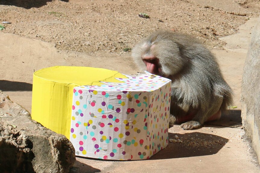 Adelaide Zoo baboon checks out its easter box