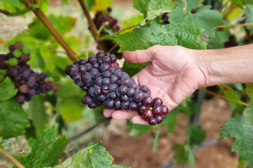 Hand holding plump pinot grapes, green vine leaves in background