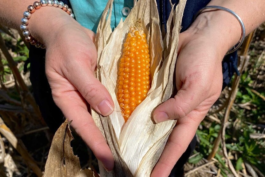 A woman is holding a popping corn cob with drying husks still attached