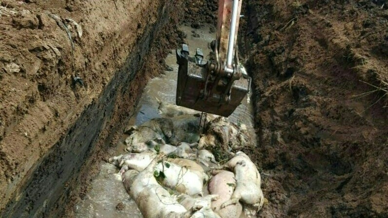 Workers bury carcasses of pigs in Medan, North Sumatra.