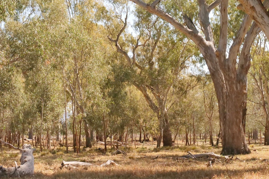 A rural scene with redgum trees near a river