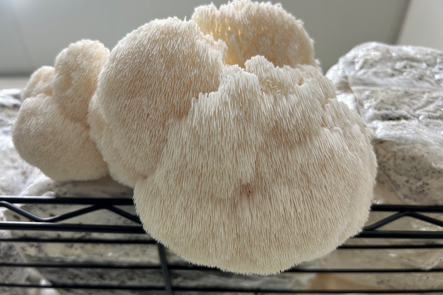 A white furry looking mushroom grows on a shelf in a brightly lit room. 
