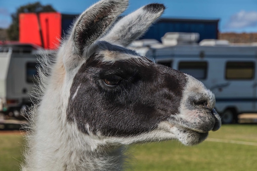 A close-up of a white llama with a black face.