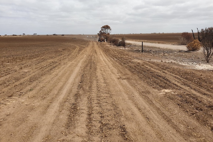 A brown and burnt paddock with some dead trees and machinery in the background