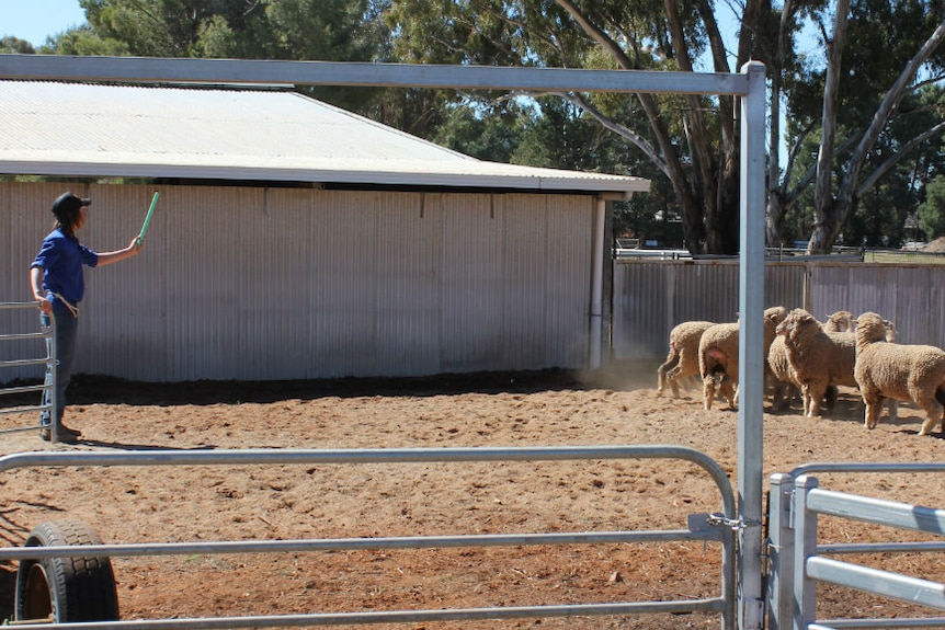 A young man in a blue shirt, standing in a yard with sheep and a black dog on the right.