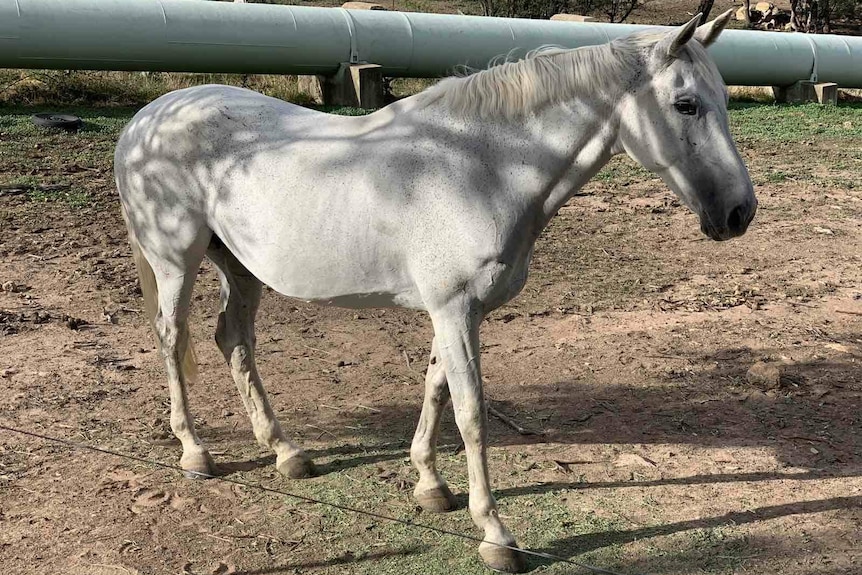 One of three horses seized by police in a criminal investigation.