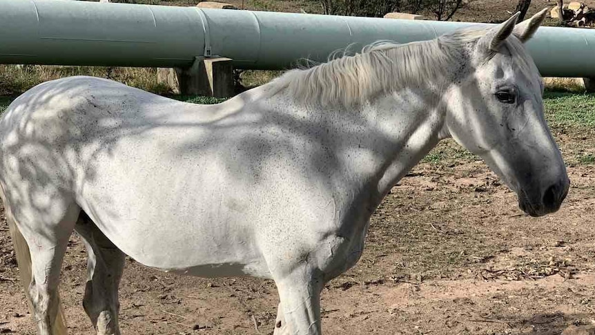 One of three horses seized by police in a criminal investigation.