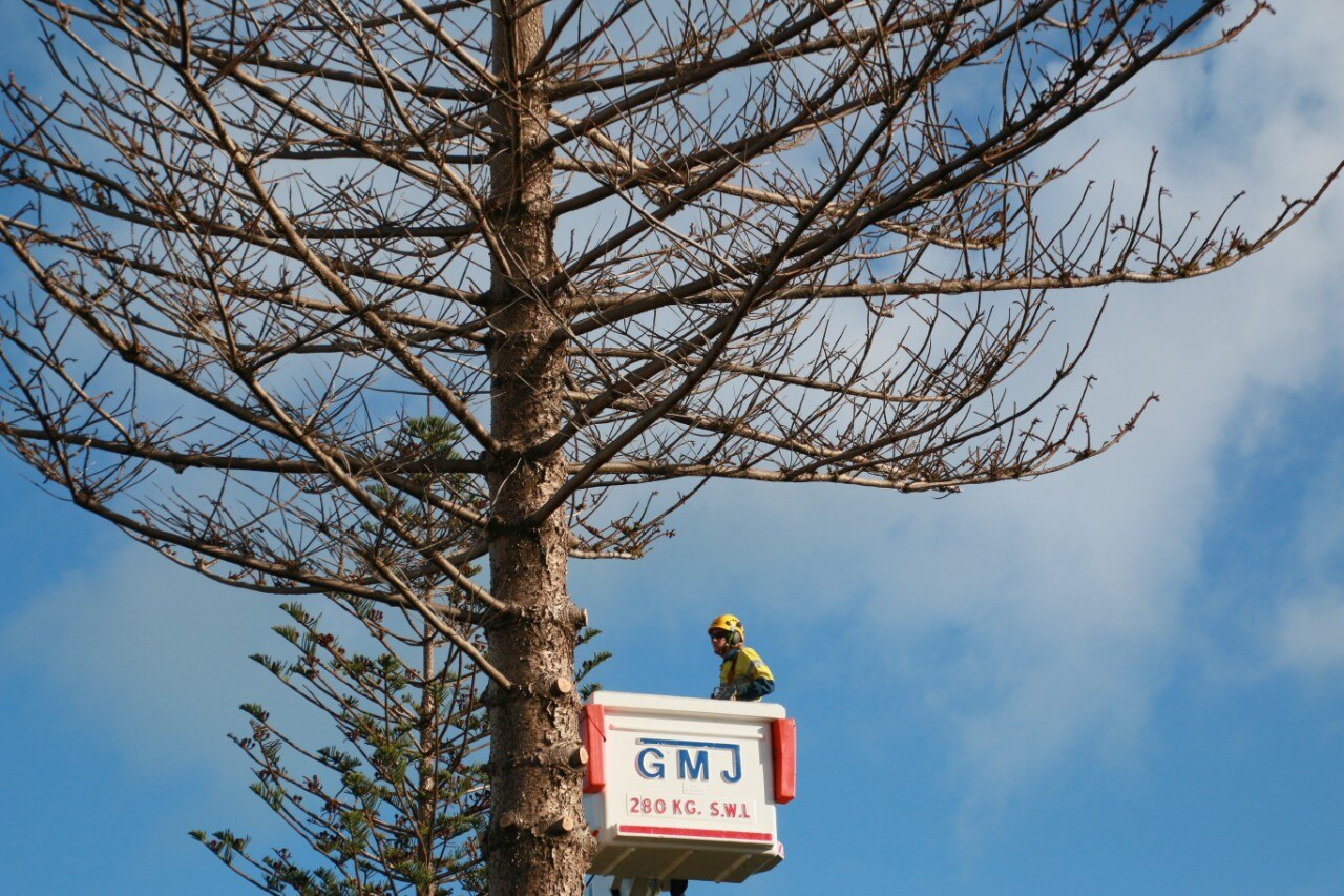 Fungal Disease Threatens Norfolk Island Pine Trees At Perth S Popular Tourist Beaches Abc News
