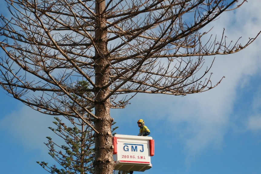 One of the Norfolk Island pine trees being removed because of fungal disease.